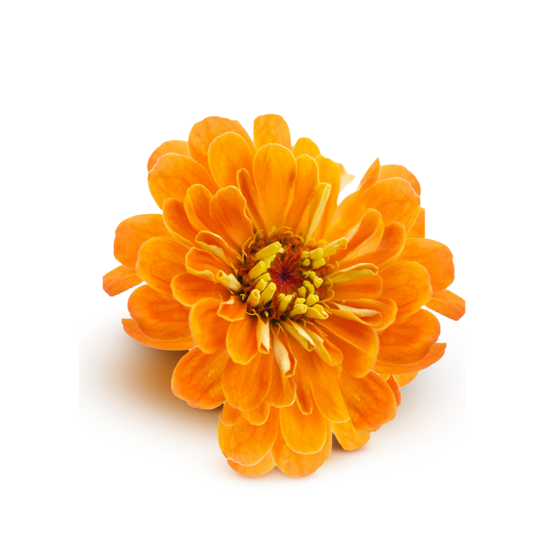 Calendula