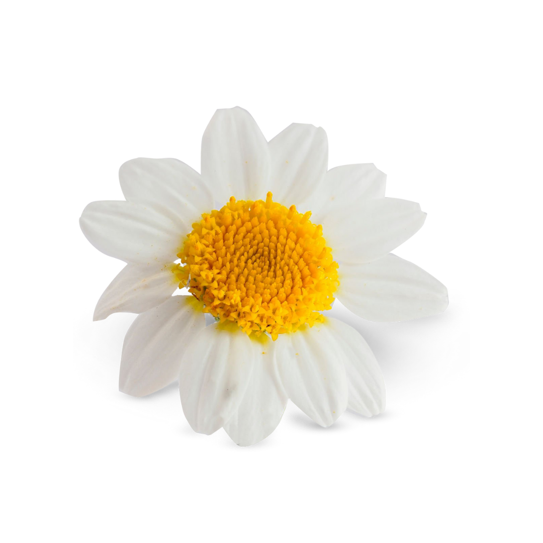 Chamomile