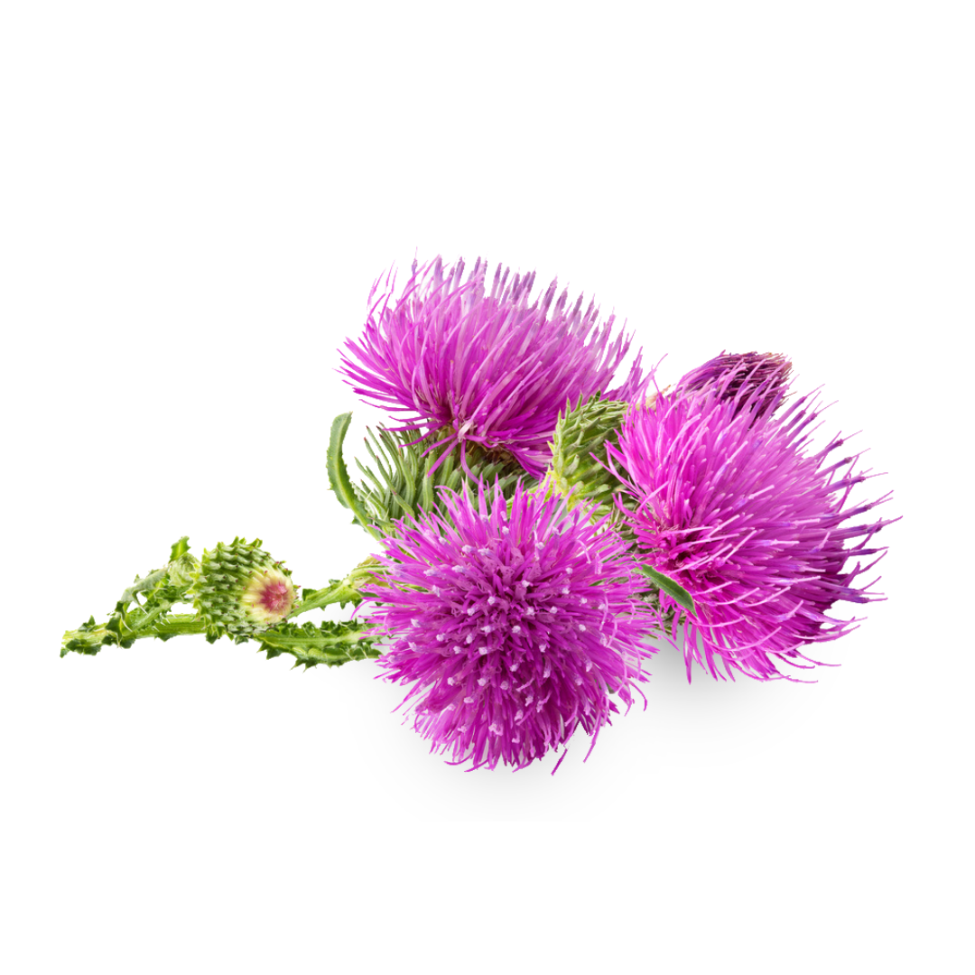 Greater Burdock