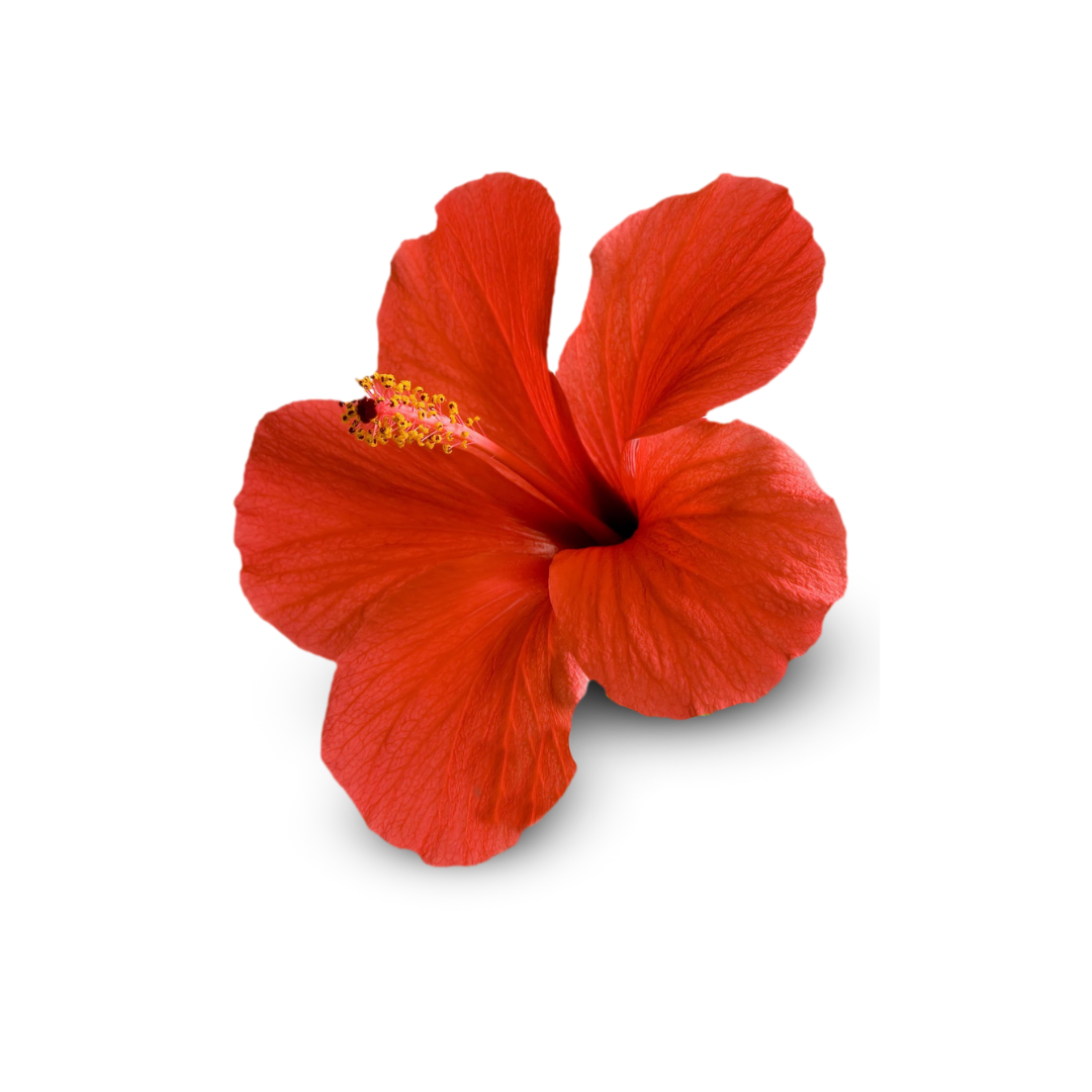 Hibiscus