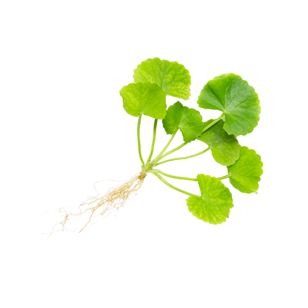 Indian Pennywort