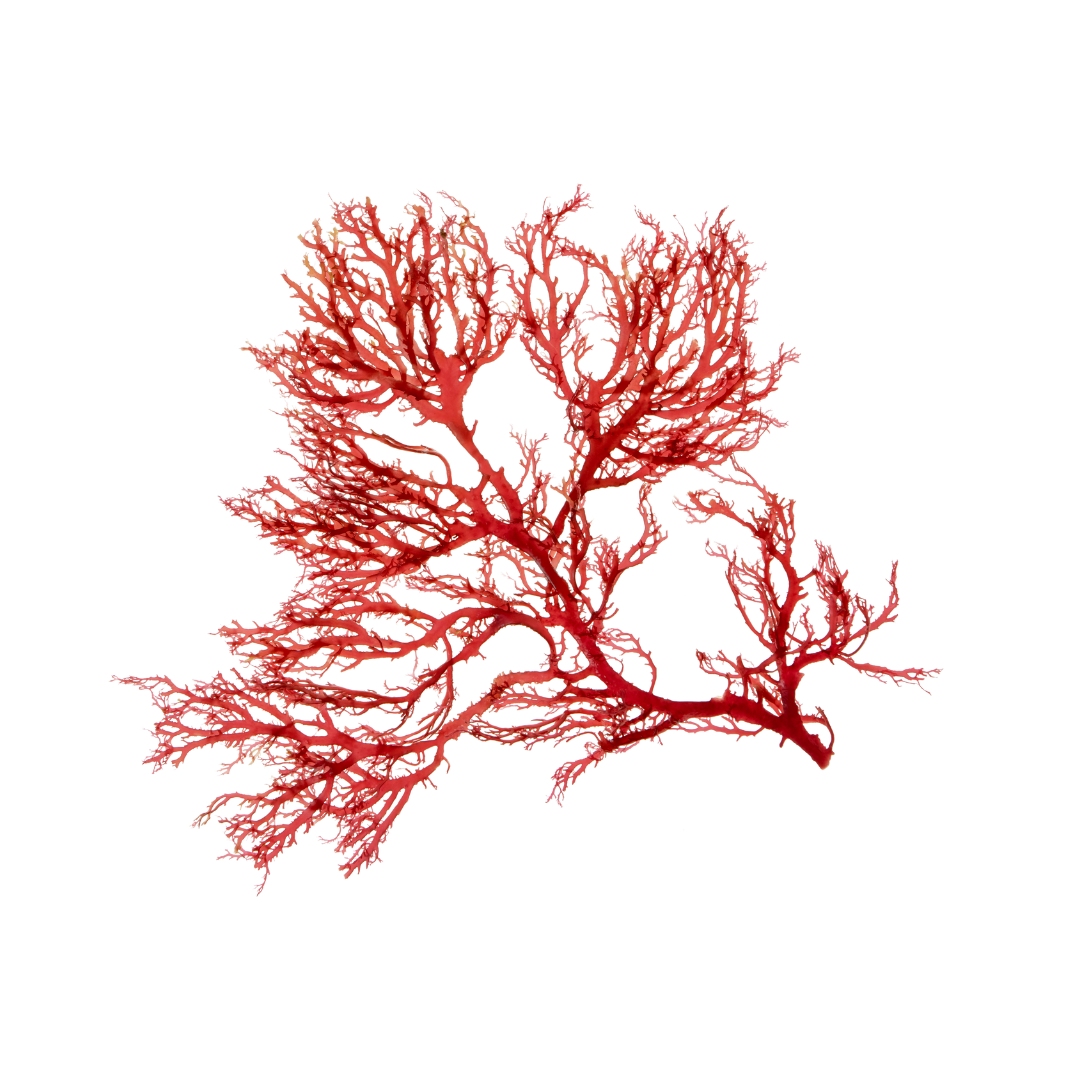 Red Algae