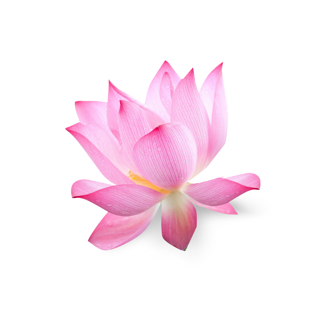 Sacred Lotus